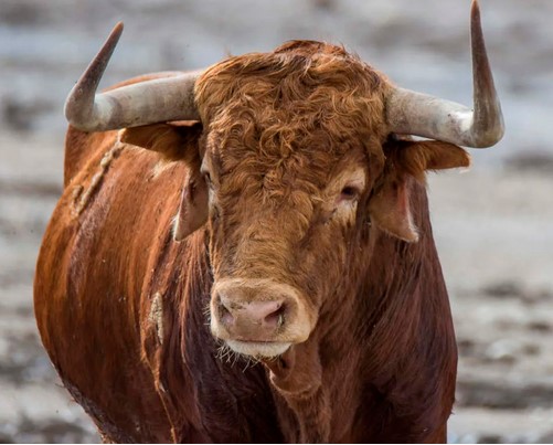 Taureaux et corrida